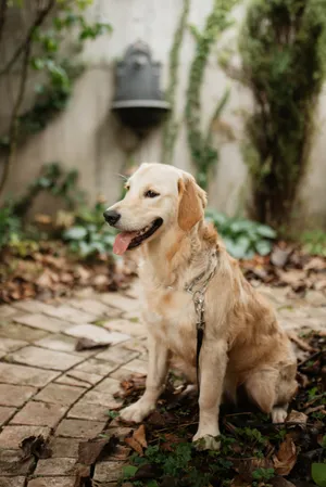 Adorable Golden Retriever Puppy Portrait