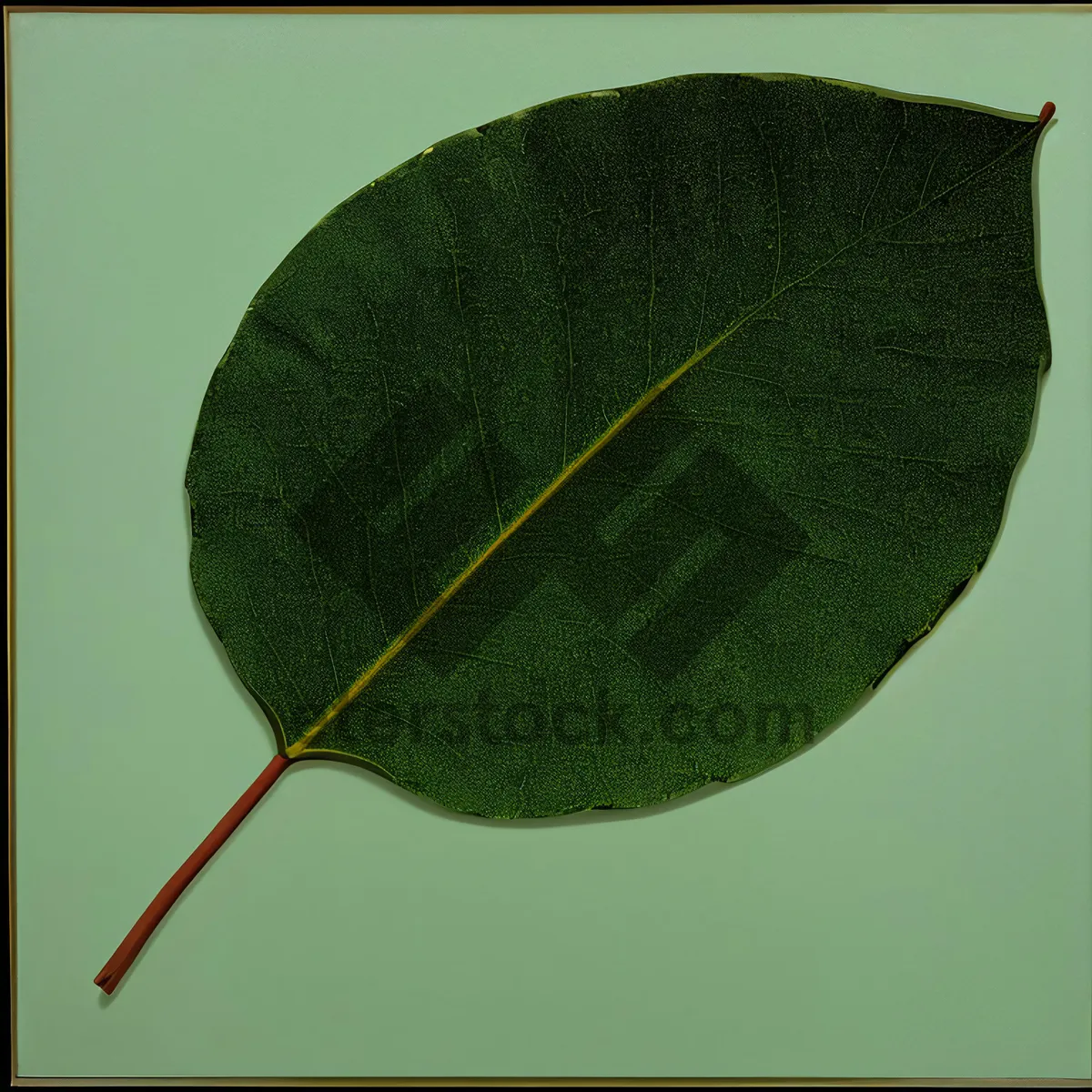 Picture of Leafy Herb Parasol: Vibrant Plant with Umbrella-Style Leaves