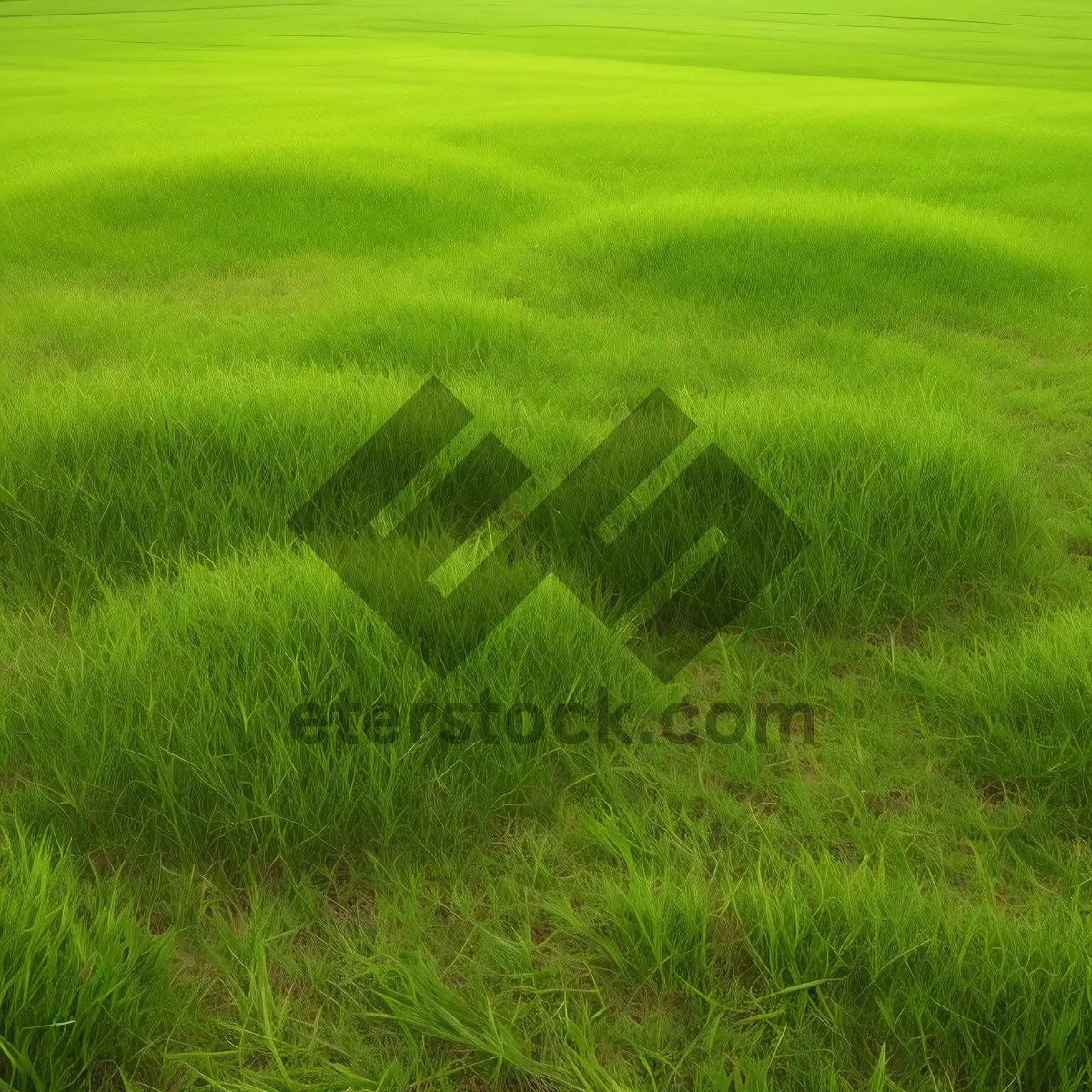 Picture of Vibrant Summer Meadow with Lush Green Grass