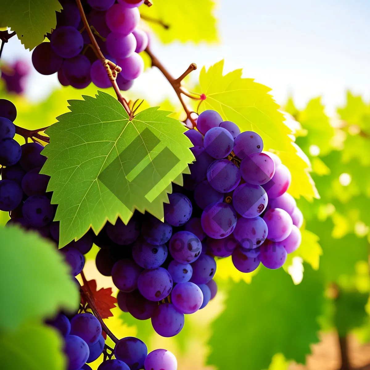 Picture of Juicy Autumn Berry Harvest on Rural Vineyard