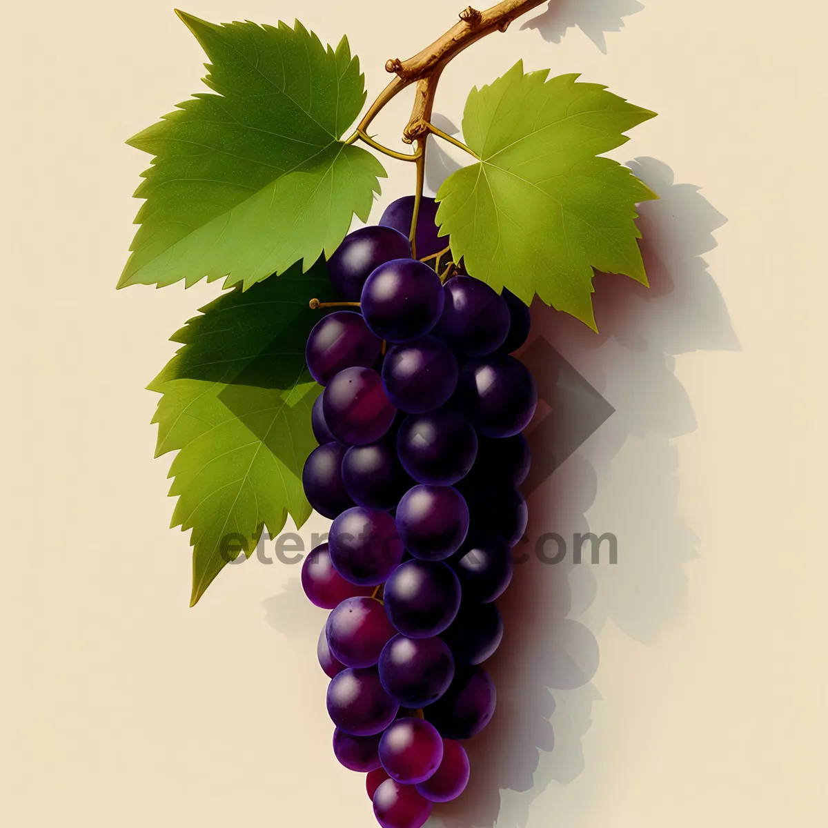 Picture of Fresh, Ripe Grape Bunch on Vine