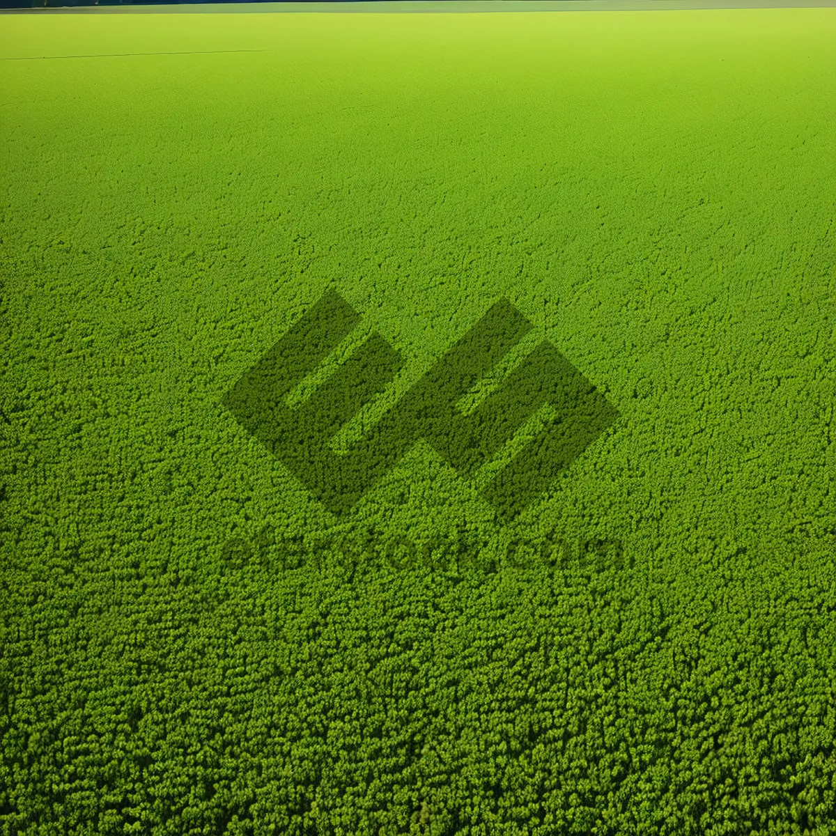 Picture of Greenery Textured Grass Field Backdrop