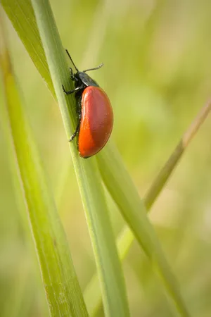 Close up of spotted ladybug on vibrant leaf