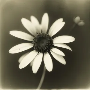 Vibrant Daisy Blossom in Meadow