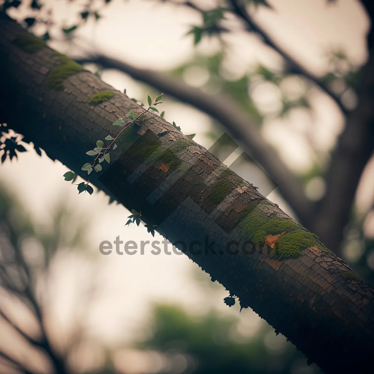 Picture of Sunlit Silver Tree in Lush Forest Landscape