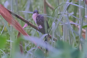 Beautiful Hummingbird with Vibrant Feathers in Flight