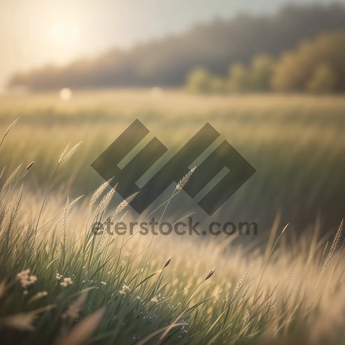 Picture of Golden Wheat Fields Under a Sunny Sky