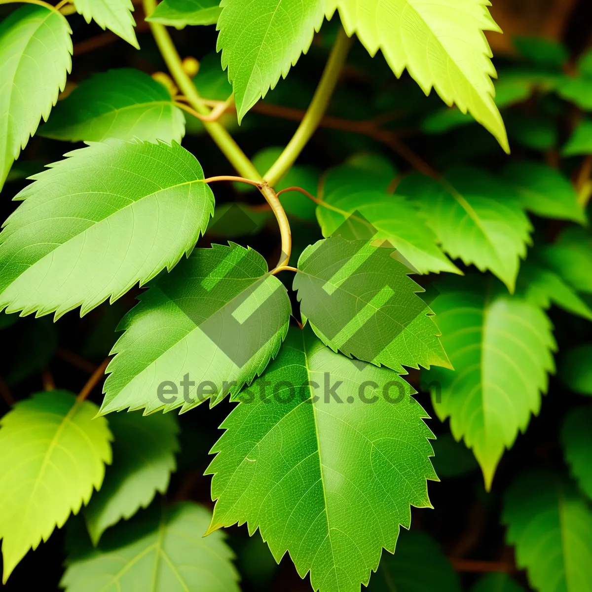 Picture of Sunlit Forest Foliage: Lush Leaves in Bright Woods