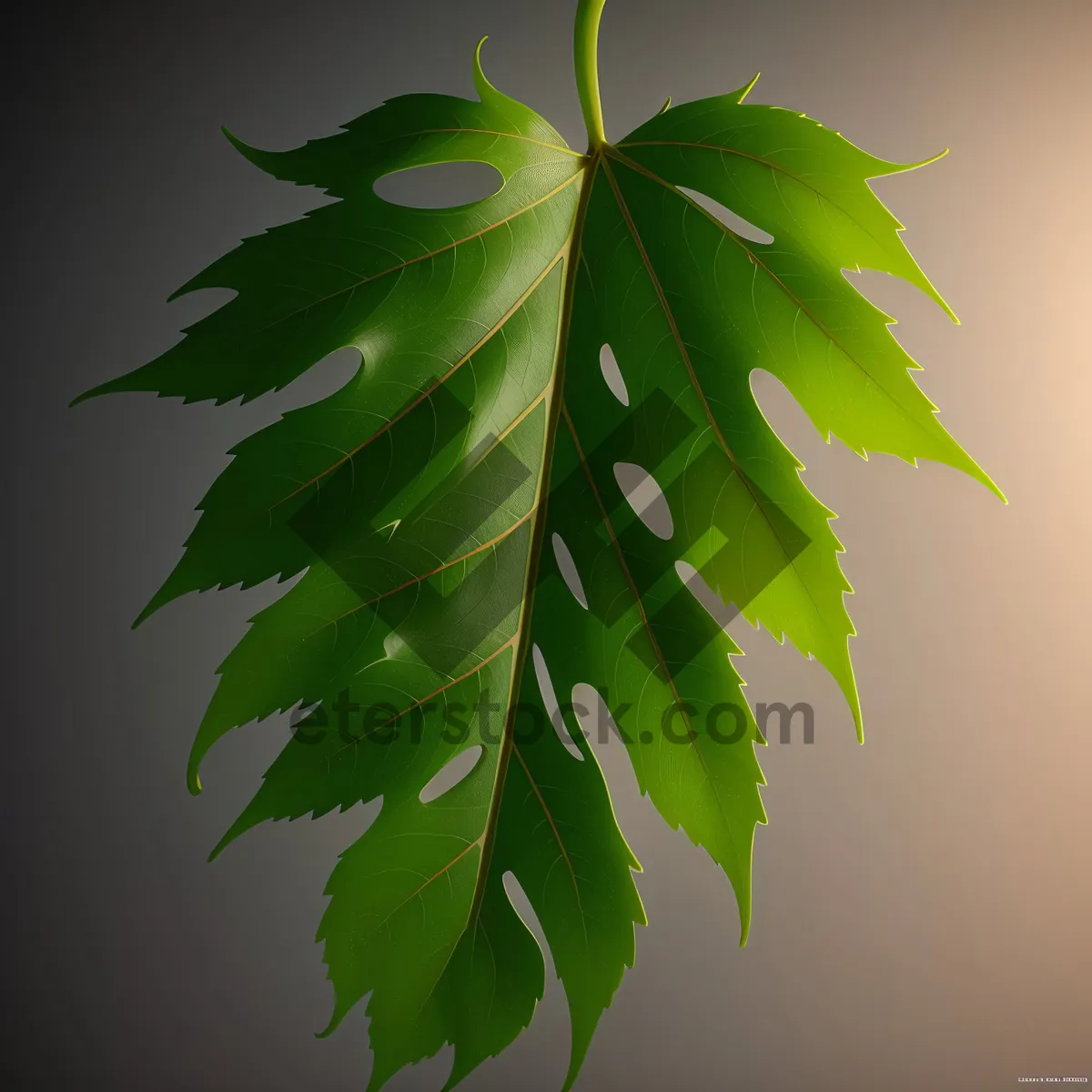 Picture of Bright Maple Leaf amidst Summer Foliage