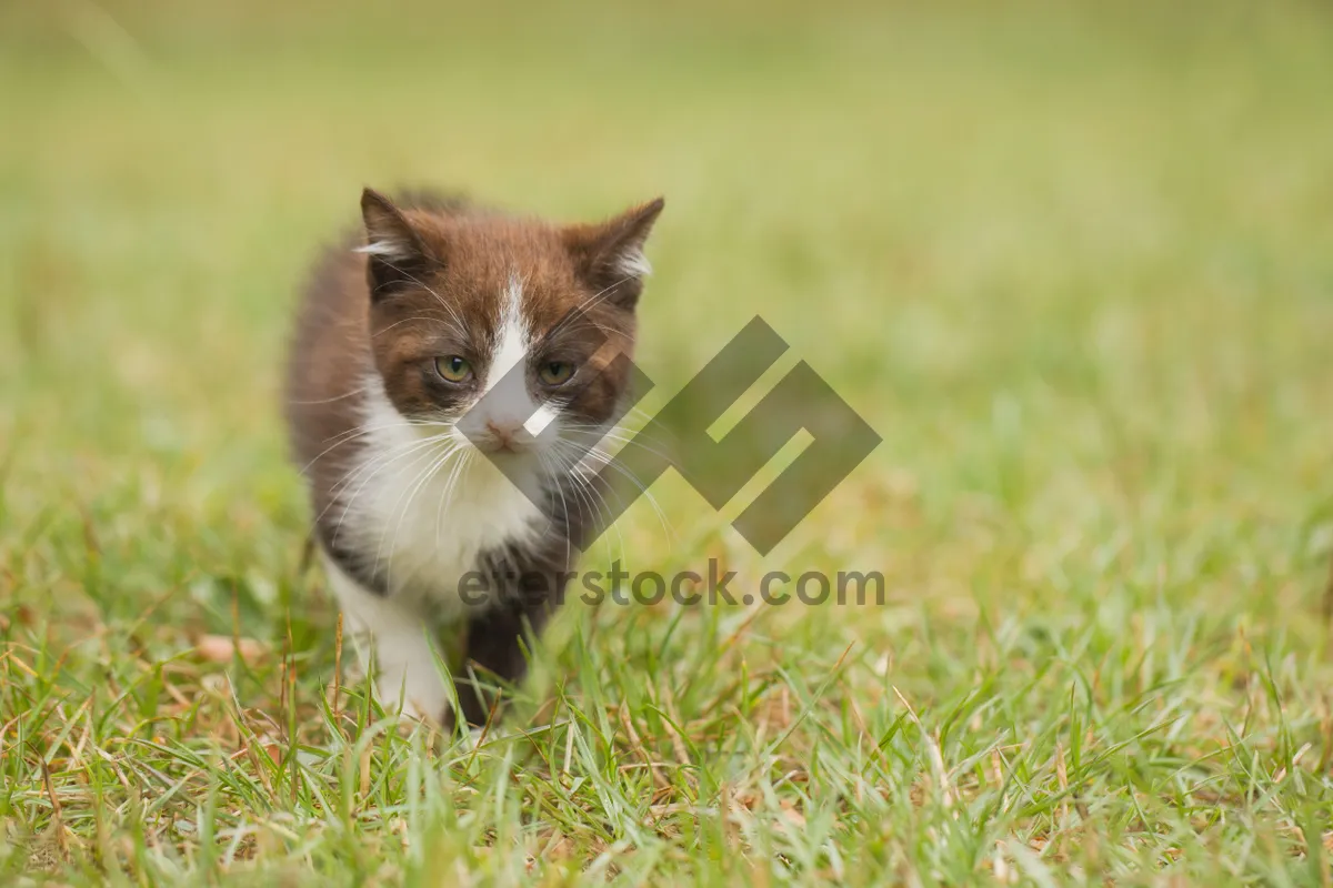 Picture of Adorable kitten with curious eyes