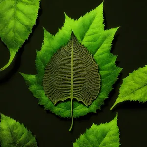 Fresh Summer Forest Leaves Closeup