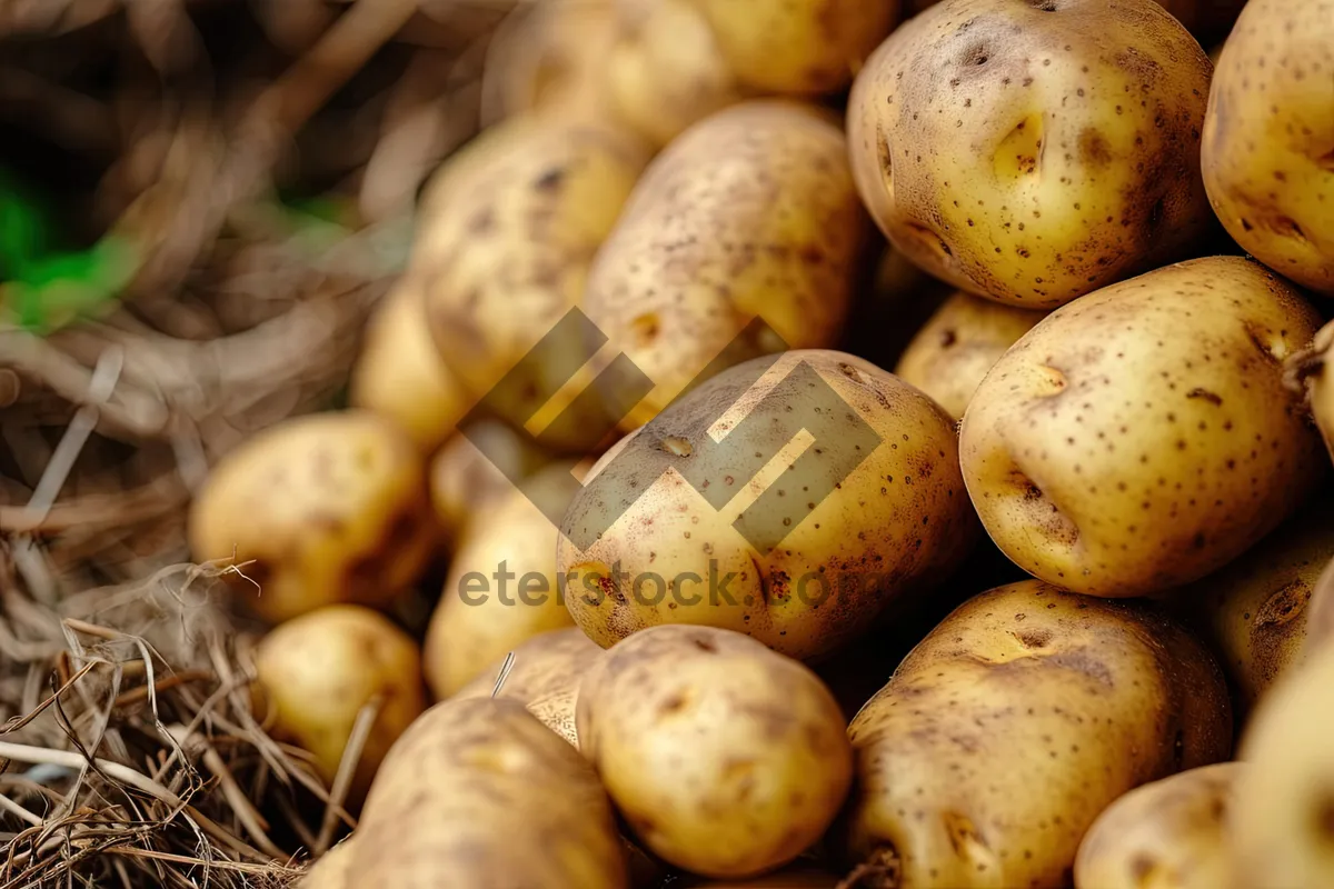 Picture of Fresh organic root vegetables: potatoes, turnips, rutabagas