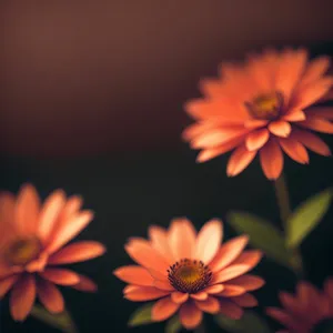 Vibrant Daisy Blossom in the Summer Garden