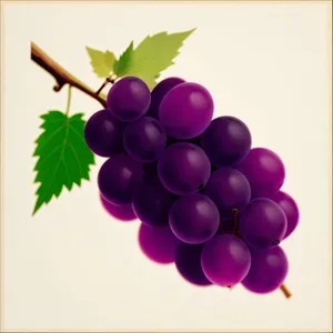 Ripe and Juicy Purple Grapes in Vineyard