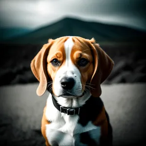 Beagle Hound Studio Portrait: Cute Brown Puppy