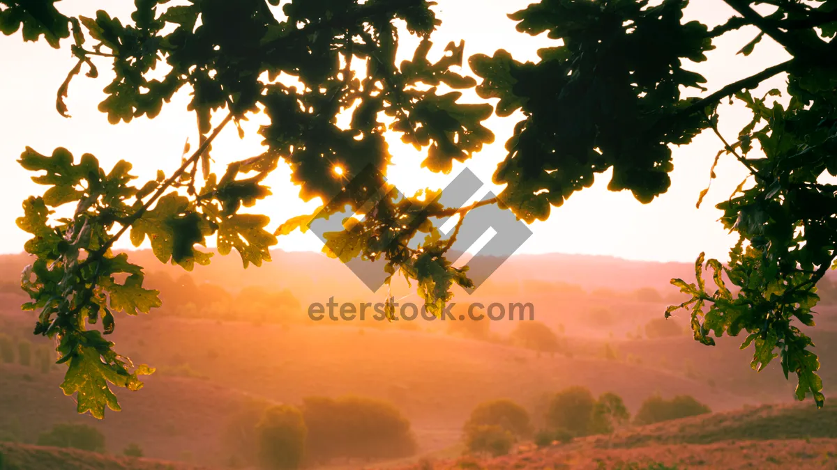 Picture of Sunny Autumn Park Landscape with Yellow Leaves and Trees