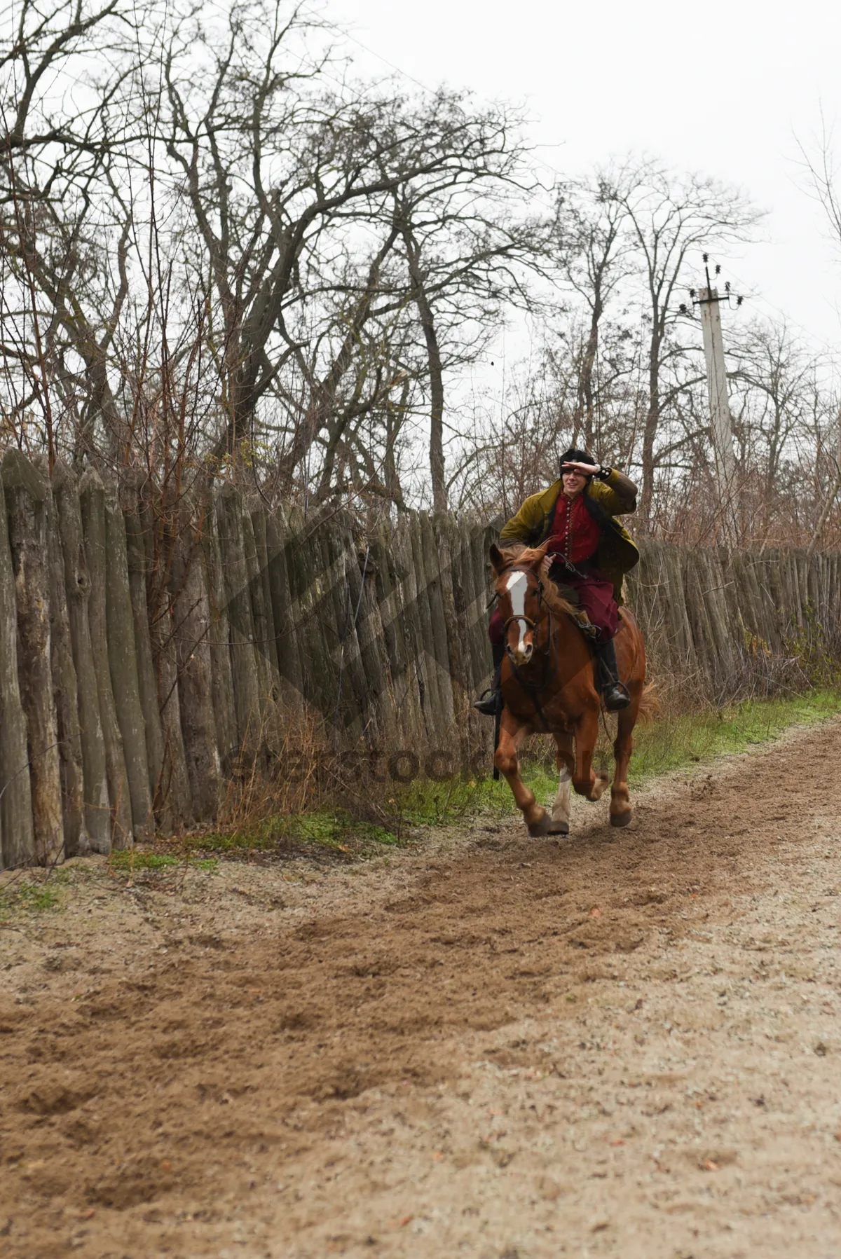 Picture of Cowboy with Hunting Dogs in Forest Meadows