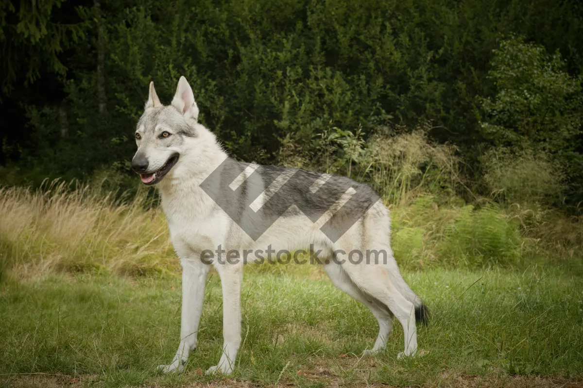 Picture of Portrait of a Cute Domestic Sled Dog