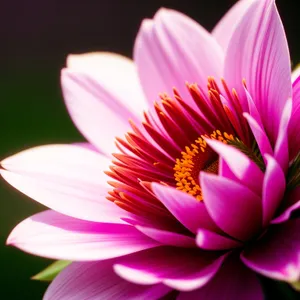 Vibrant Lotus Blossom in Pink