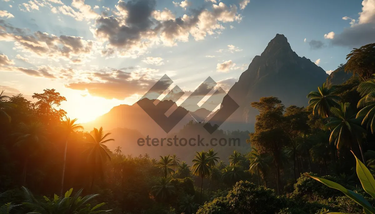 Picture of Tropical sunset silhouette over the palm tree beach