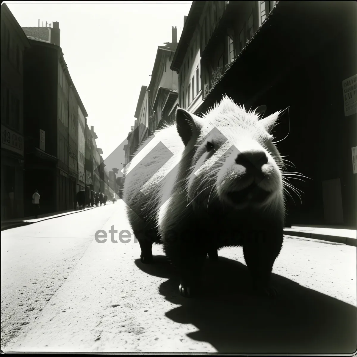 Picture of Feline eyes meet curious West Highland Terrier