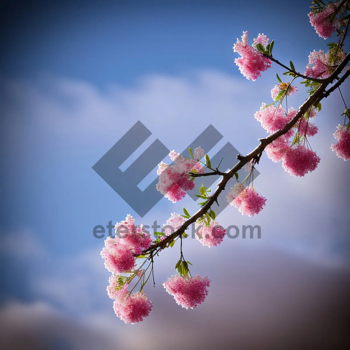 Picture of Pink Cherry Blossoms in Japanese Garden