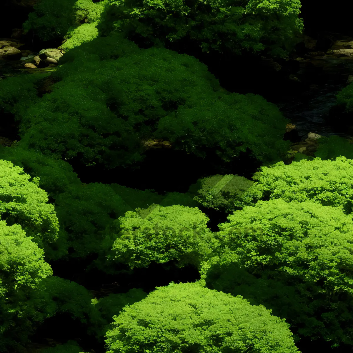 Picture of Serene Forest River Reflections Amidst Lush Summer Landscape