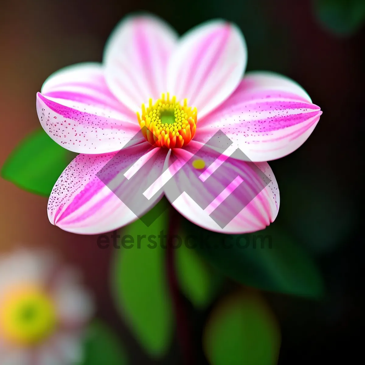 Picture of Pink Daisy Blossom - Vibrant Spring Garden Floral