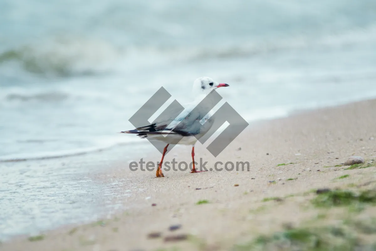 Picture of Seagull with outstretched wings by the sea shore.