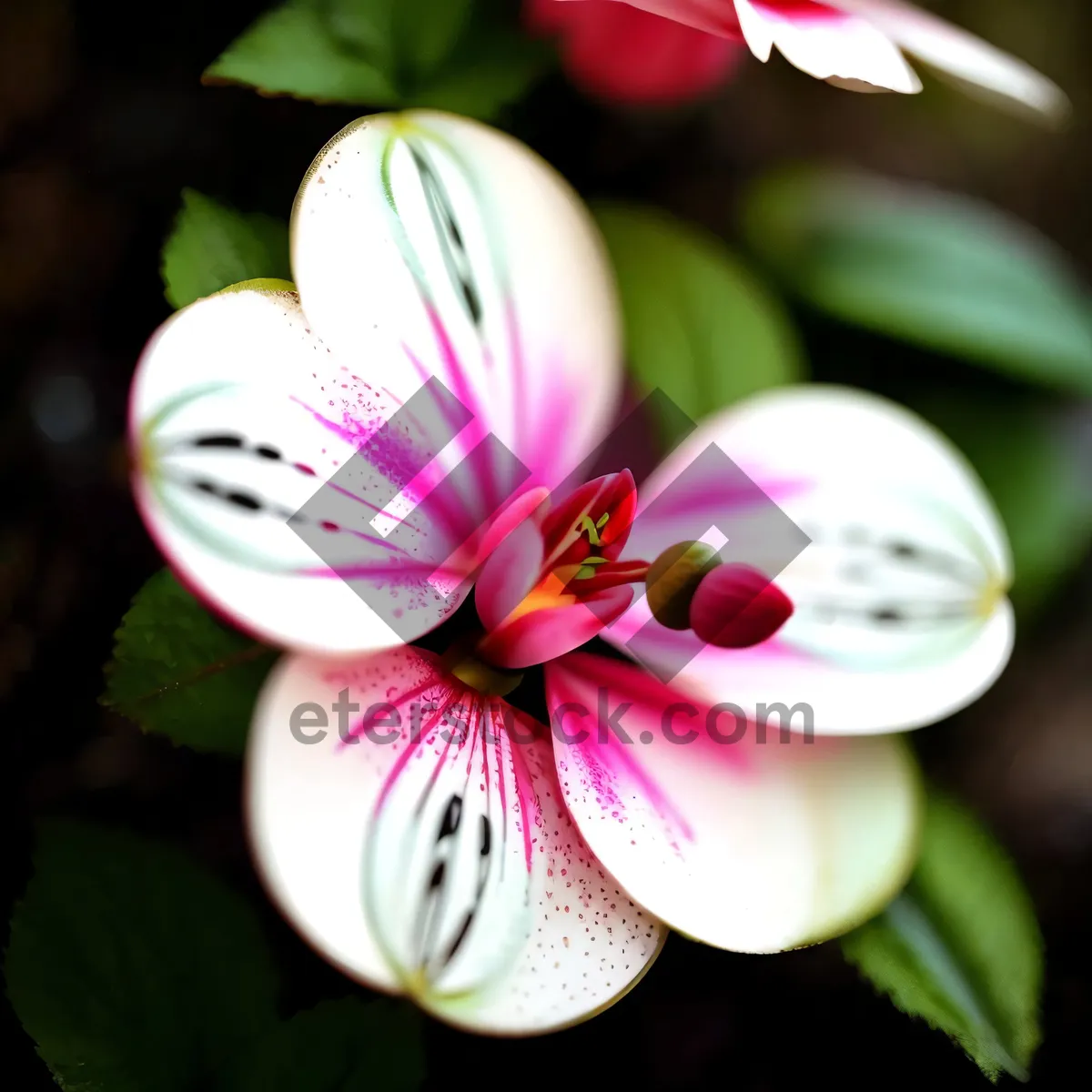 Picture of Blossoming Pink Flora: A Vibrant Floral Display