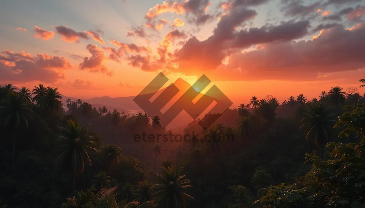 Picture of Silhouette of tree on fiery sunset sky