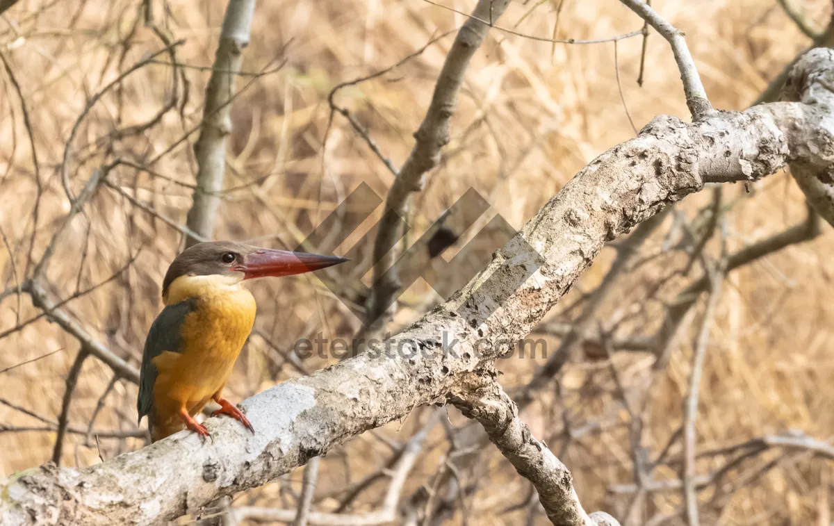 Picture of wild bird with colorful feathers and sharp beak