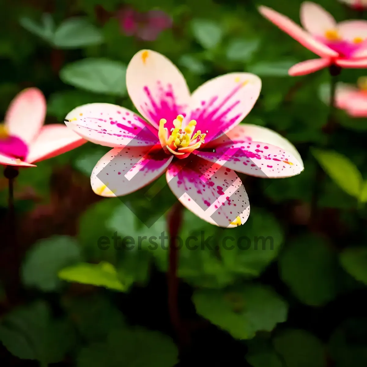 Picture of Vibrant Pink Blooming Scarlet Pimpernel Flower in Garden