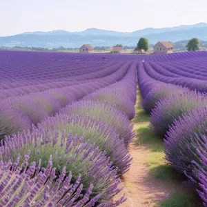 Lavender Field in Colorful Rural Garden