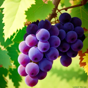 Autumn Harvest: Juicy Purple Grapes in Vineyard