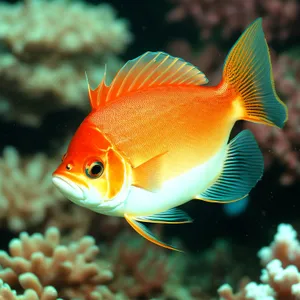 Exotic Goldfish: Vibrant Life in Aquarium