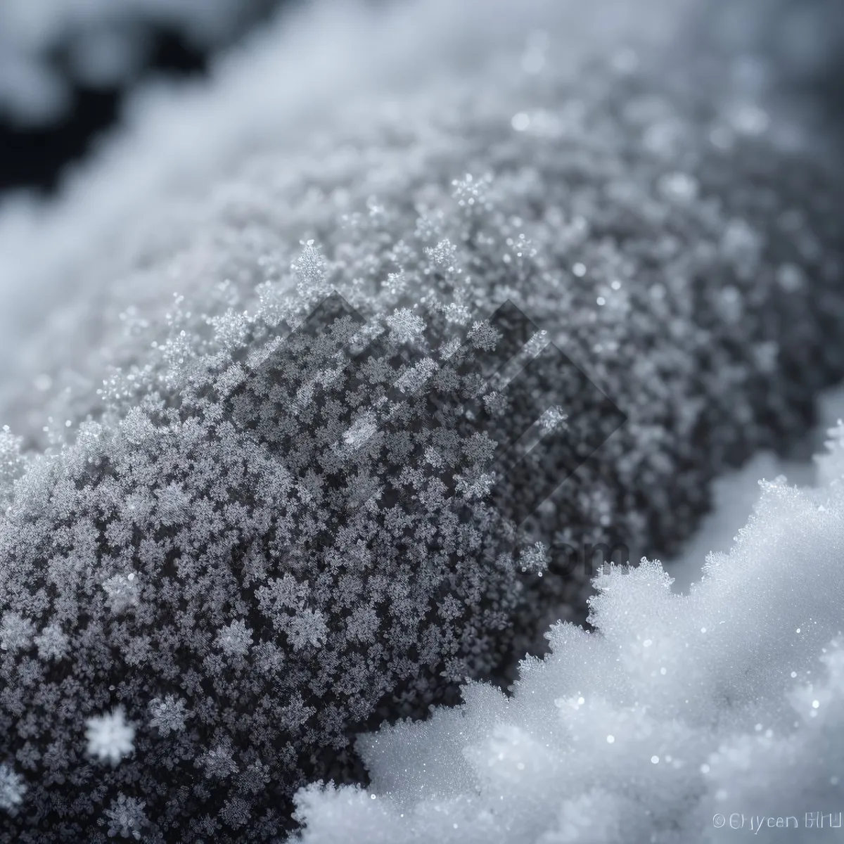 Picture of Winter Wonderland: Bridal Wreath Shrub in Snow