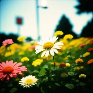 Close-up of blooming yellow daisy flowers