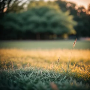 Golden Wheat Field under Sunlit Sky