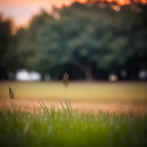 Sunset over Rural Meadow with Clouds and Wheat