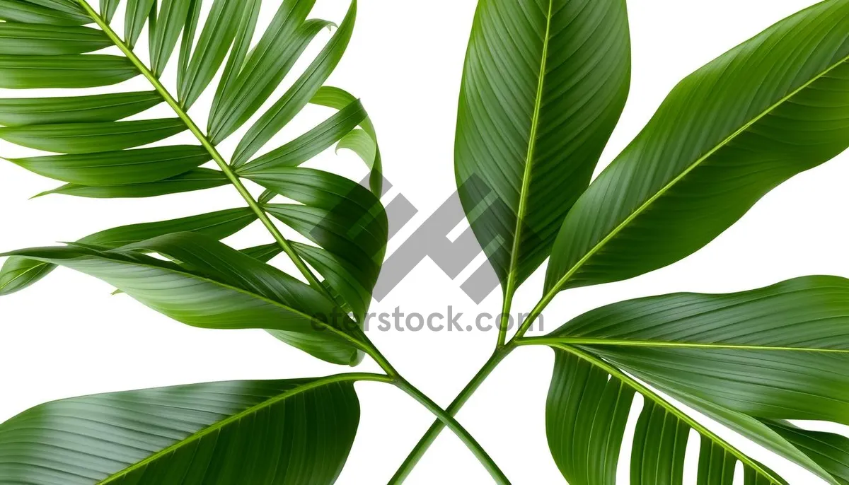 Picture of Green Bamboo Leaves - Summer Plant Wallpaper Design