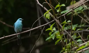 Indigo Bunting perched on tree branch in forest.