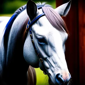 Graceful Thoroughbred Stallion in Bridle