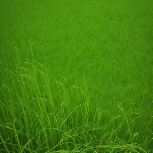 Vibrant Rice Field in Lush Meadow