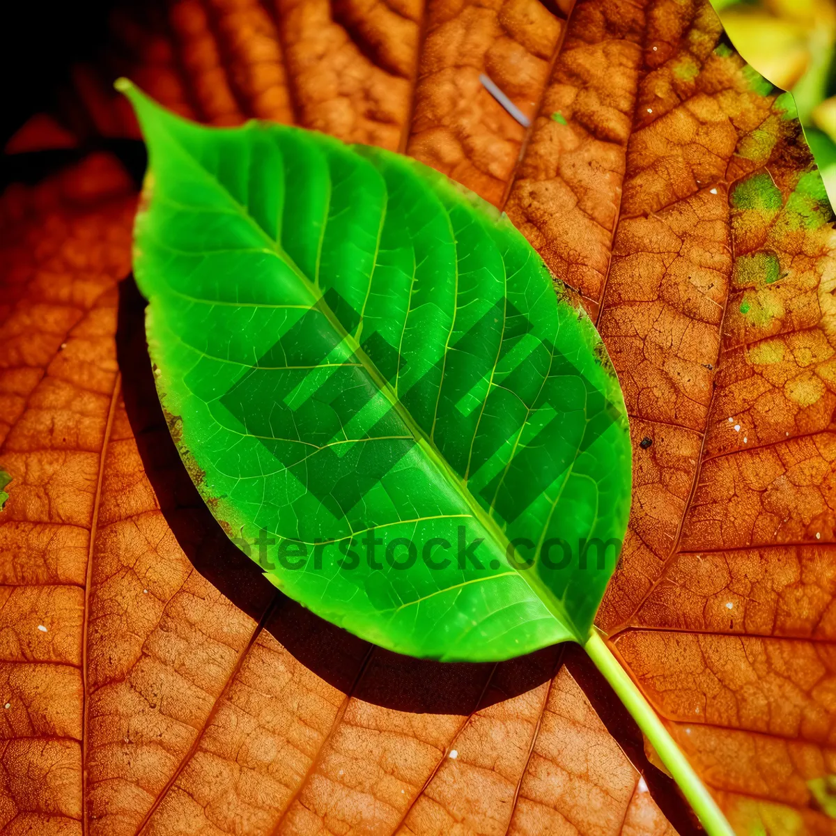 Picture of Vibrant Leaf Growth in Organic Garden