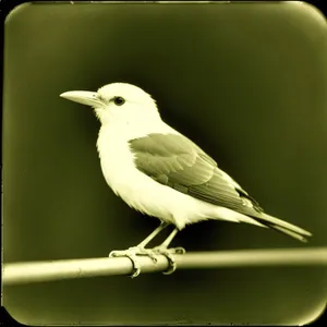 Wild Warbler Bird with Majestic Black Feathers