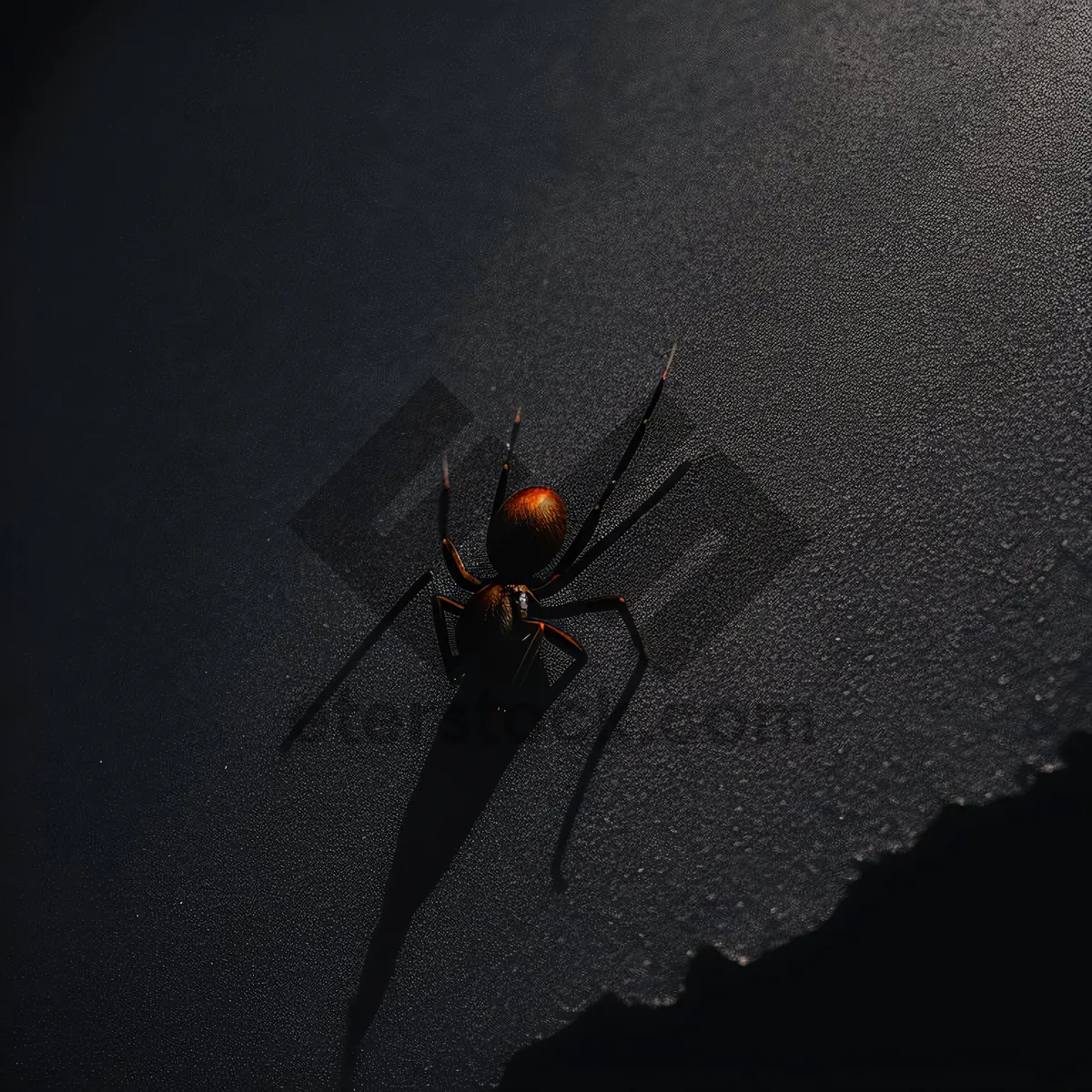 Picture of Black Widow Spider on Green Leaf