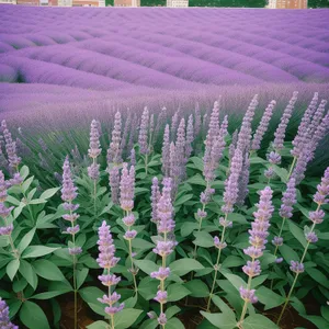 Lupine blossom in a vibrant meadow