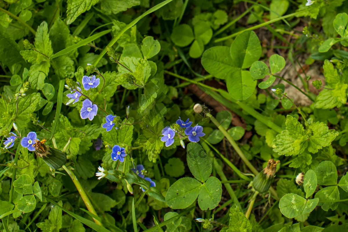 Picture of Close up of fresh green spring leaves