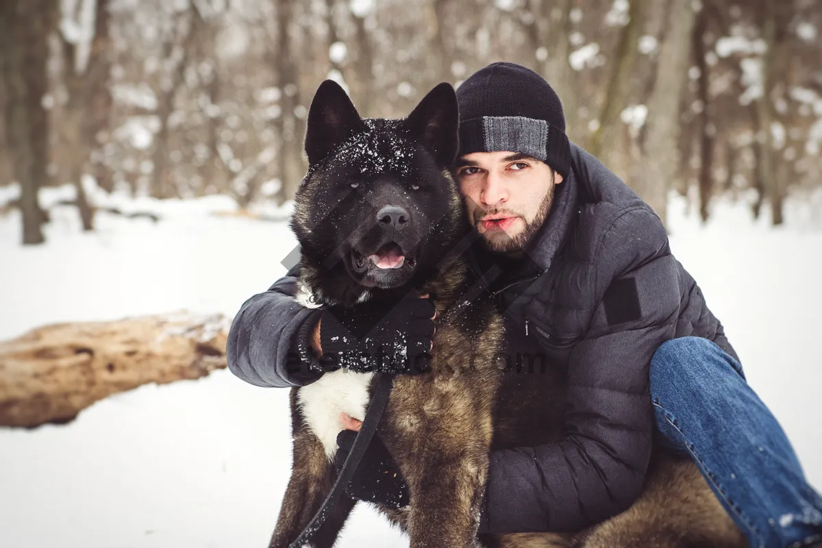 Picture of Portrait of a German Shepherd Dog in Winter Snow